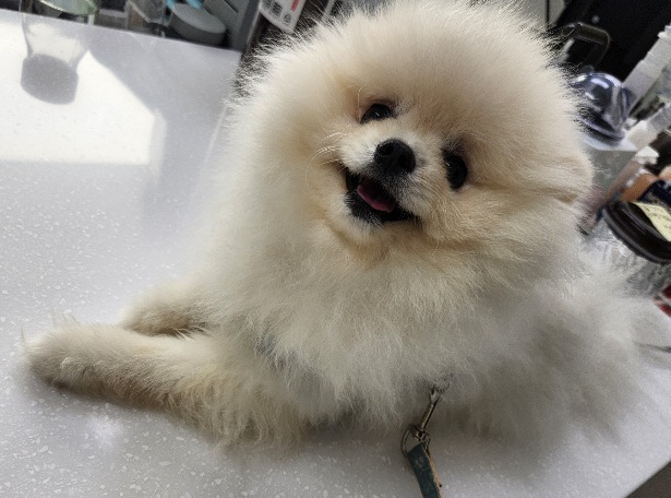 포메라니안 이미지 파일 입니다.